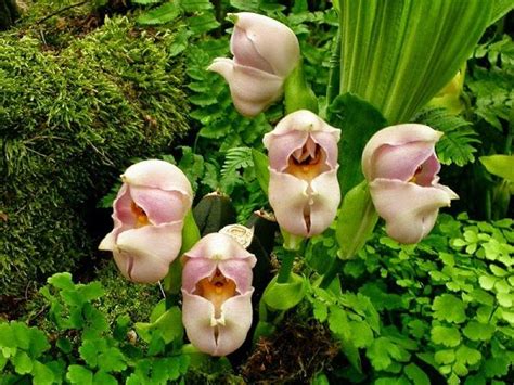 Rare And Weird Flowers That Look Like Something Else Around The