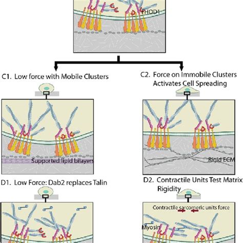 A Components Of The Modular Nascent Cell Matrix Adhesions These