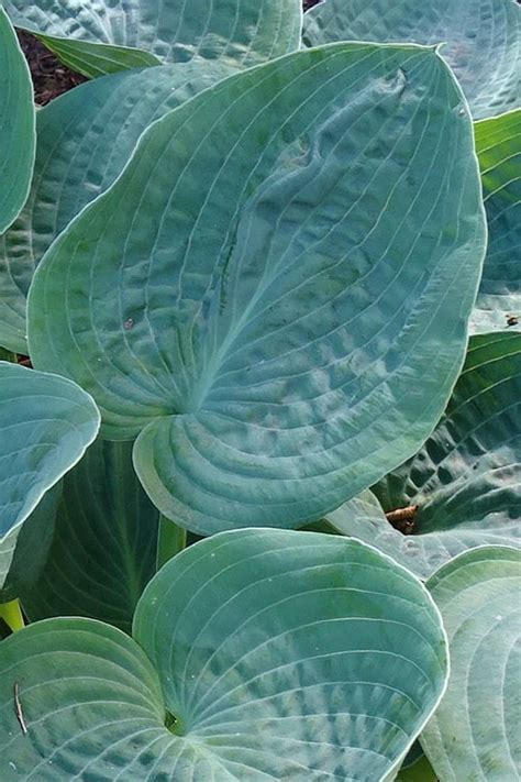 Buy Big Daddy Giant Hosta Lily Free Shipping Wilson Bros Gardens