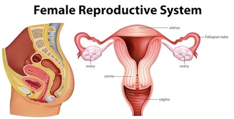 Diagrama que muestra la ilustración del sistema reproductivo femenino