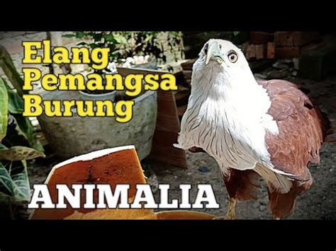 Elang Bondol Jinak Pemangsa Burung Kecil Tanpa Di Tali Youtube