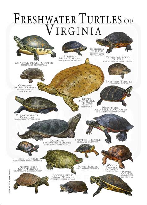 Freshwater Turtles Of Virginia Poster Print