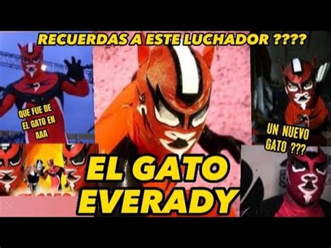 El Gato Everady Aaa Que Paso Con El Gato Luchador De Triple A