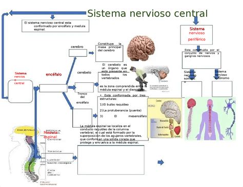 Sistema Nervioso Central Y Periférico Esquemas Y Mapas Conceptuales De Anatomía Docsity