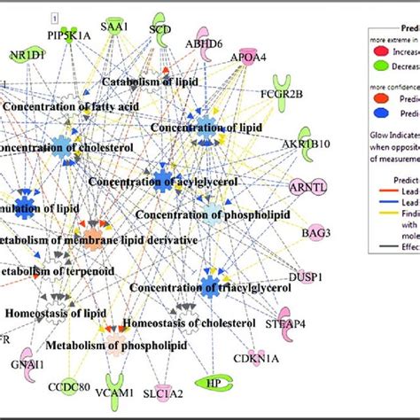 Lipid Metabolism Gene And Molecular Processes Interaction Network Download Scientific Diagram