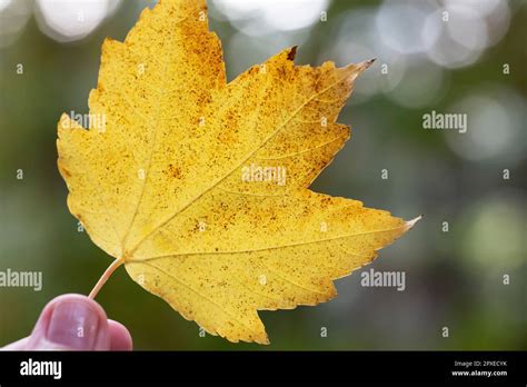 Liquidambar Styraciflua Autumn Hi Res Stock Photography And Images Alamy