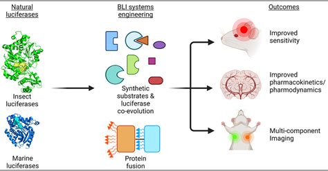 Brightening Up Biology Advances In Luciferase Systems For In Vivo