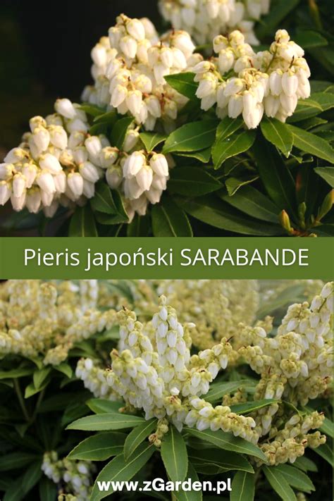 NowoŚĆ Pieris Japoński Sarabande Pieris Japonica Krzew Ozdobny