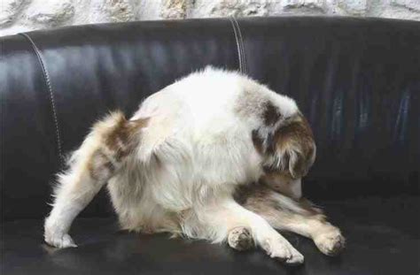 Trastornos Del Saco Anal En Perros Causas S Ntomas Y Tratamiento Gatosperros Net