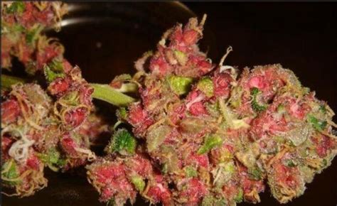 Bud Colors: What Do They Mean? | Stoner Things