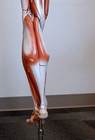 Posterior Lower Limb Diagram Quizlet