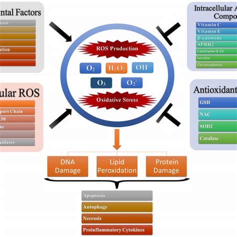 Oxidative Stress And Production Of Reactive Oxygen Species