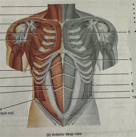 Trunk Muscles Adv Diagram Quizlet