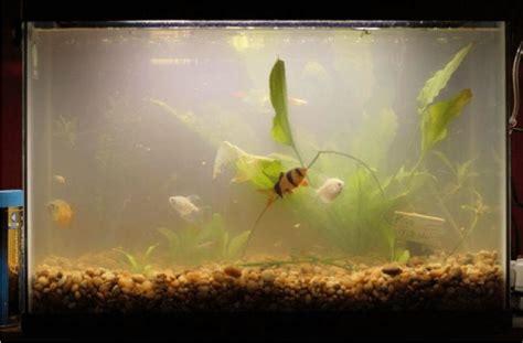 Best Way To Clean Algae From Aquarium Rocks At Eric Brown Blog