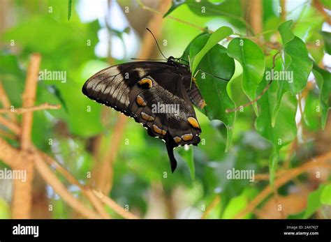 Fawn French Bulldog Stock Photo - Alamy