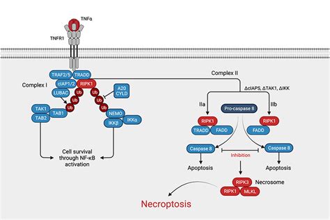 Necroptosis When Apoptosis Meets Necrosis Rockland