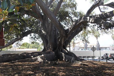 Moreton Bay Fig Tree Santa Barbara Parks