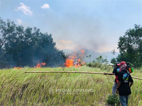 Diduga Akibat Puntung Rokok Padang Ilalang Di Danau Asam Terbakar