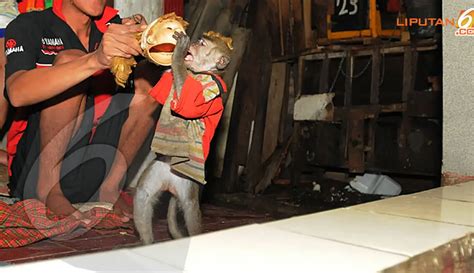 kampung monyet rumah monyet usai mengamen foto liputancom