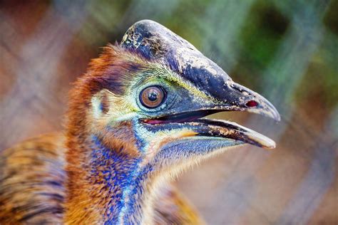 Southern Cassowary A Quite Colorful Too Colorful Portra Flickr