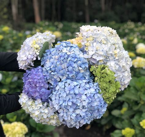 Details Imagen Precio De Hortensias Abzlocal Mx