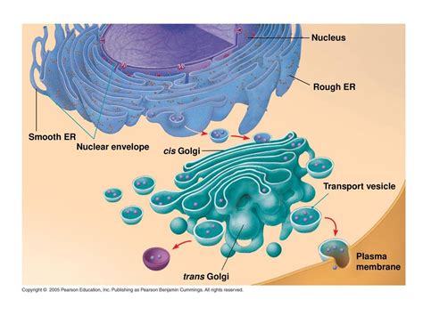 Cell Structure and Function evy yulianti - ppt download