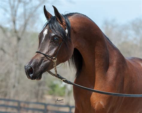 Beautiful Arabian Horses
