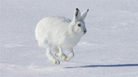 White Rabbit On Snow Wallpaper Wide Screen Wallpapers 1080p2k4k