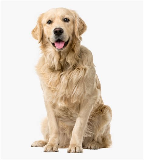 Labrador Retriever Png Golden Retriever White Background Transparent