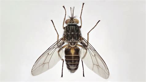 Tsetse Fly Size