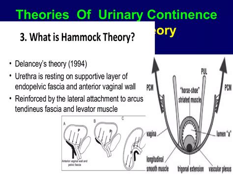 Female Urinary Incontinence Ppt