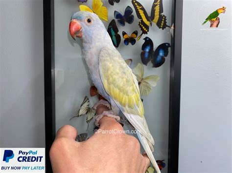 Violet Yellow Harlequin Parrot Indian Ringneck For Sale Parrotcrown