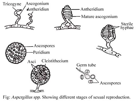 Aspergillus Classification Vegetative Structure Reproduction