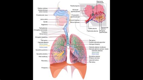 Układ oddechowy człowieka YouTube