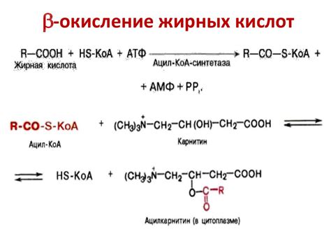 Обмен липидов - презентация онлайн