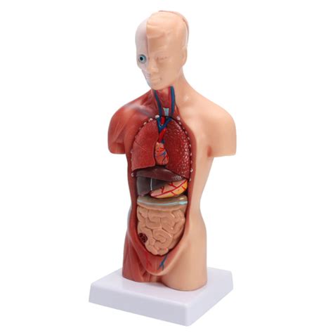 Modelo Do Corpo Do Torso Humano Anatomia Rg Os Internos M Dicos