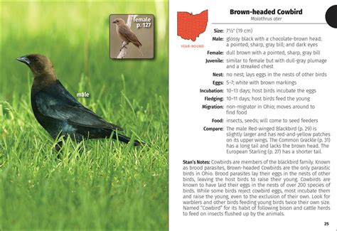 Birds of Ohio Field Guide - AdventureKEEN Shop