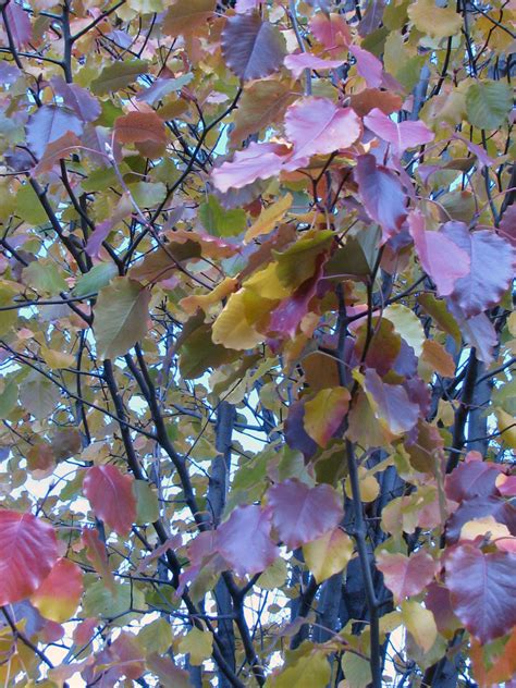 Larry's Photo a Day: Ornamental Pear Tree.......