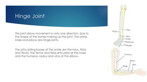 Types Of Joints And The Skeletal System Ppt Download