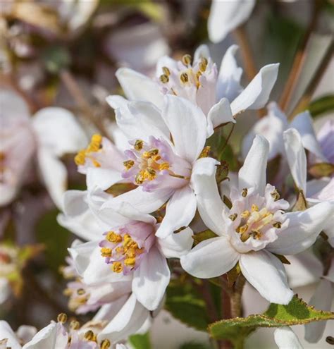 Deutzia Purpurascens Kalmiiflora Deutzie Gartenpflanzen Daepp