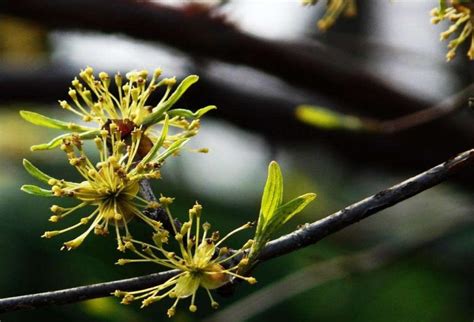 Cornus officinalis seed | BELL Garden Company,Wholesale Plant seeds,Alive roots,Medicinal herbs ...