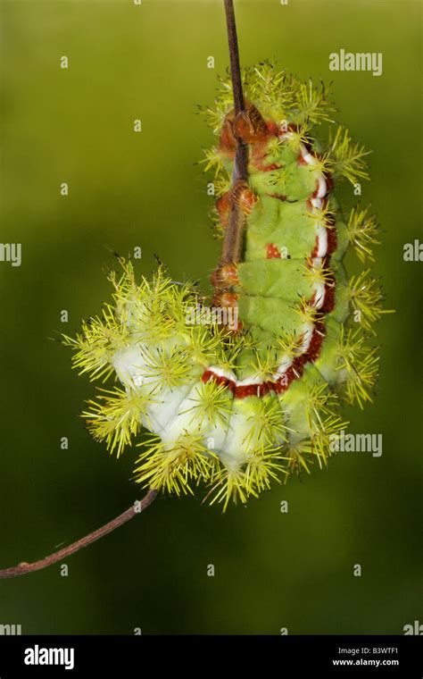 Io moth (Automeris io) caterpillar on a stem Stock Photo - Alamy