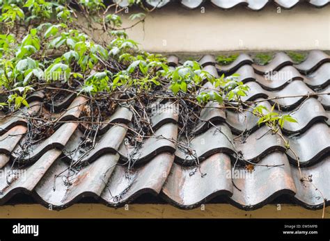 Wet Tiled Roof Covered By Climbing Plants Closeup View Stock Photo Alamy