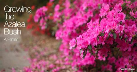 A Primer On Growing The Azalea Bush [EASY CARE INSTRUCTIONS]