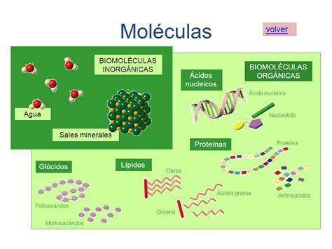 Cuales Son Las Moleculas Organicas Naturales