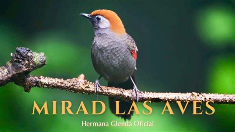 Mirad Las Aves Hermana Glenda Lyric Oficial Youtube