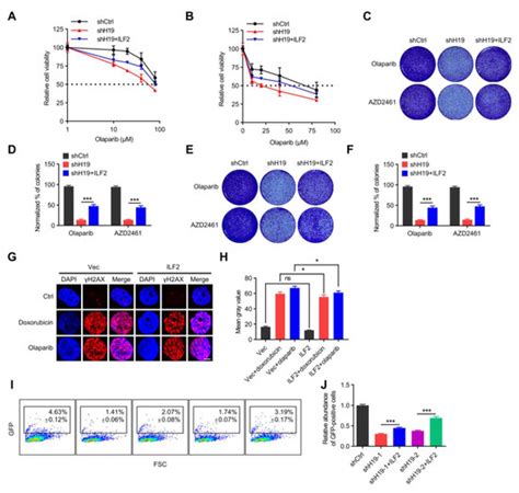 IJMS Free Full Text LncRNA H19 Regulates Breast Cancer DNA Damage