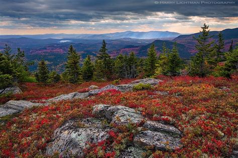 Crimson Carpet