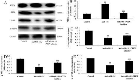 MiR 181 Regulates Cisplatin Resistant Non Small Cell Lung Cancer Via