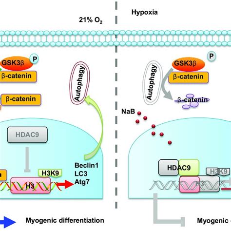 Autophagy Regulates Myogenic Differentiation In C C Cells Through